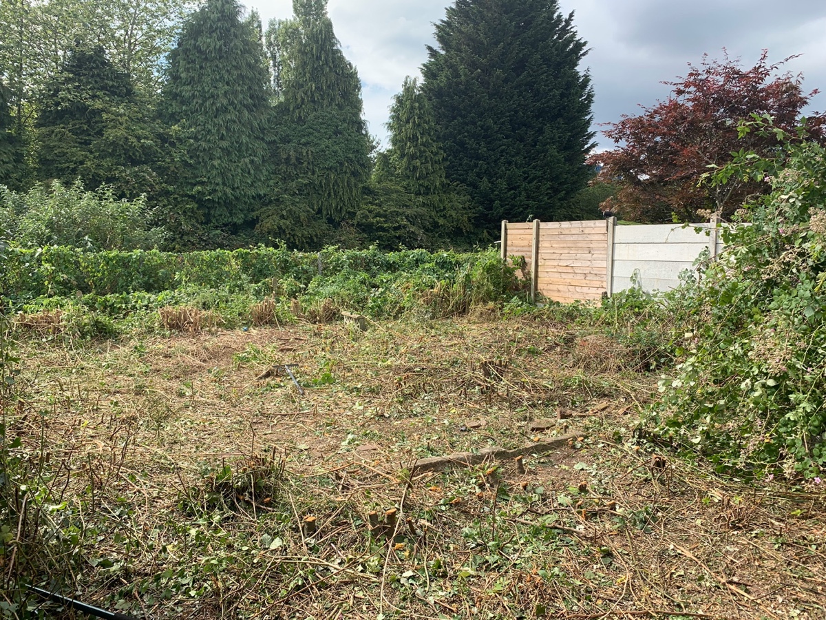 Overgrown garden clearanceImage with link to high resolution version